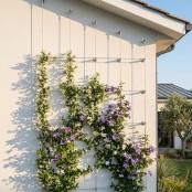 Kit végétalisation